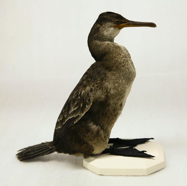 animal naturalisé : oiseau : Grand cormoran