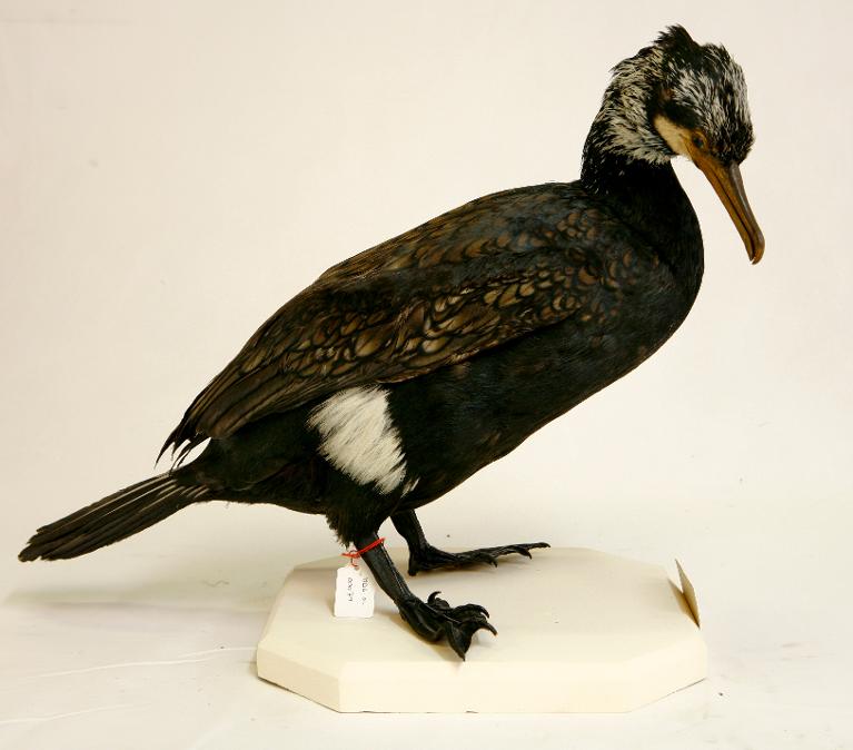 animal naturalisé : oiseau : Grand cormoran