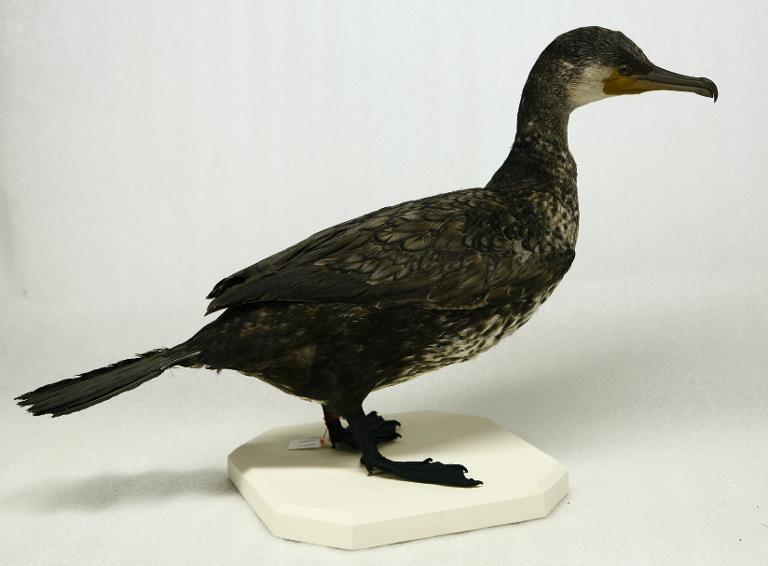 animal naturalisé : oiseau : Grand cormoran