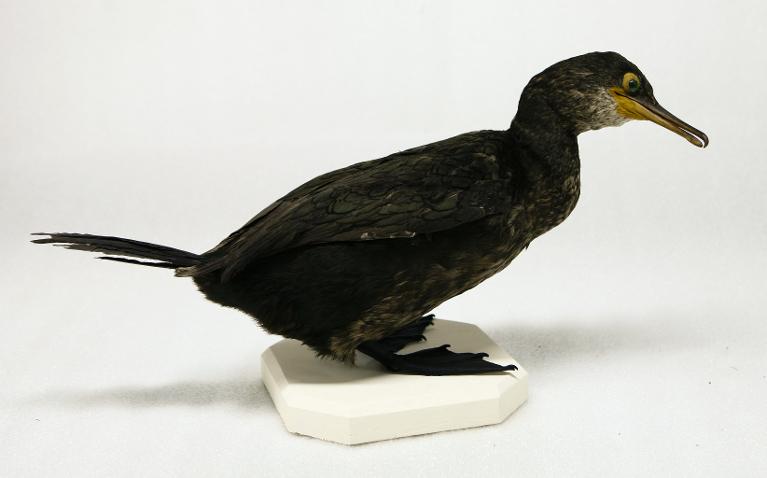 animal naturalisé : oiseau : Cormoran huppé