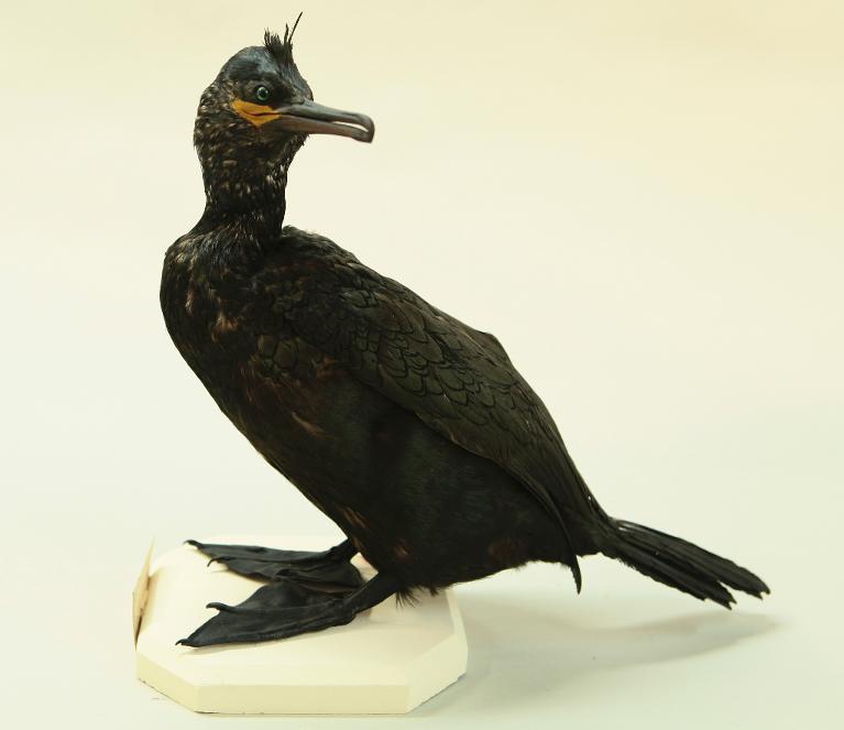 animal naturalisé : oiseau : Cormoran huppé