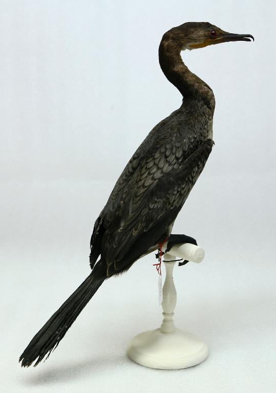 animal naturalisé : oiseau : Cormoran africain