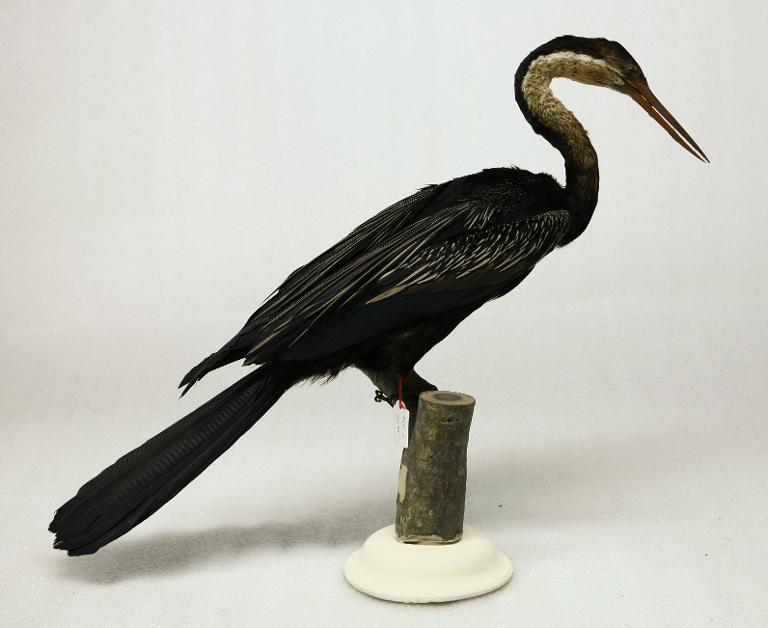 animal naturalisé : oiseau : Anhinga roux