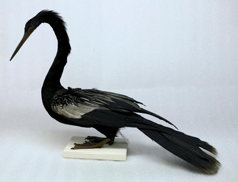animal naturalisé : oiseau : Anhinga noir