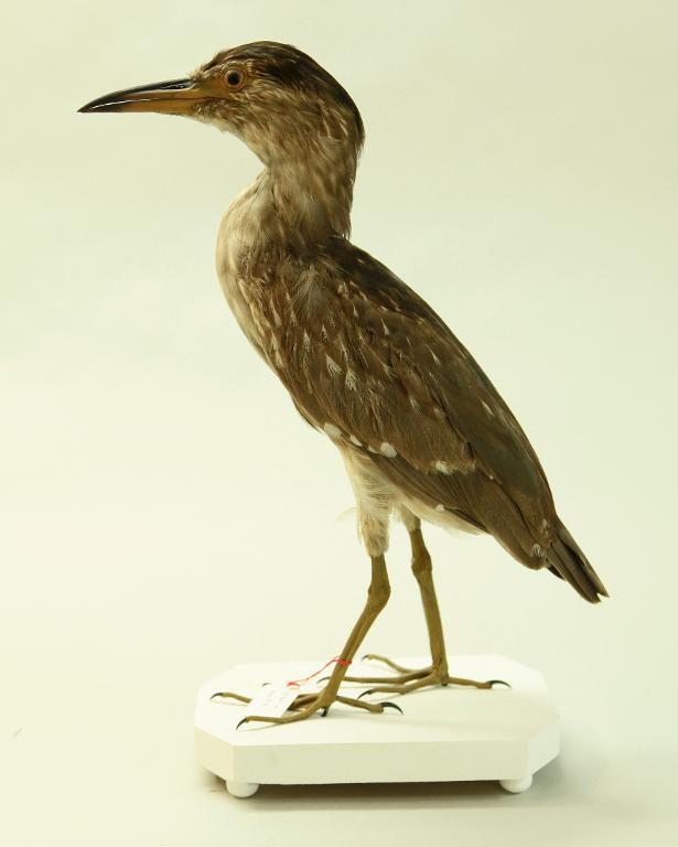 animal naturalisé : oiseau : Bihoreau gris