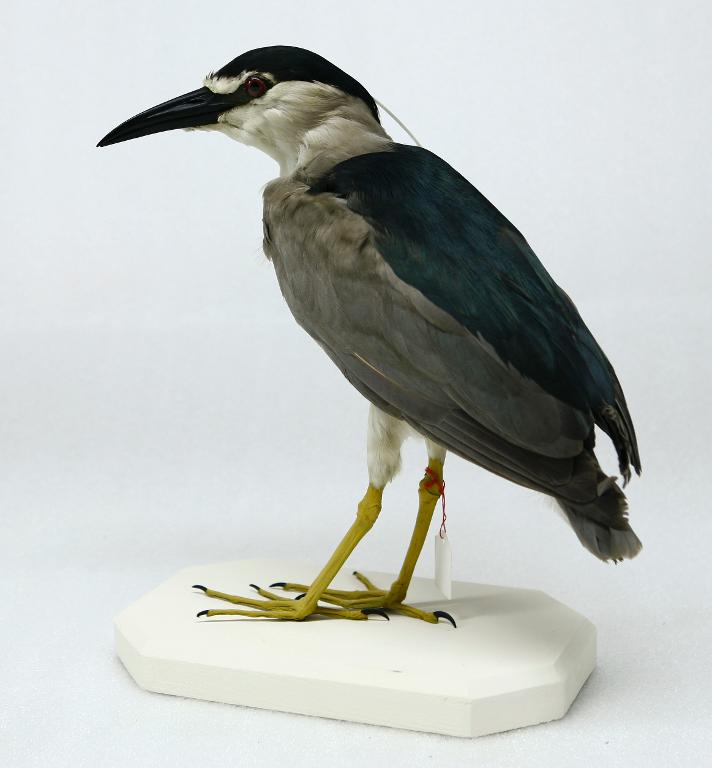 animal naturalisé : oiseau : Bihoreau gris