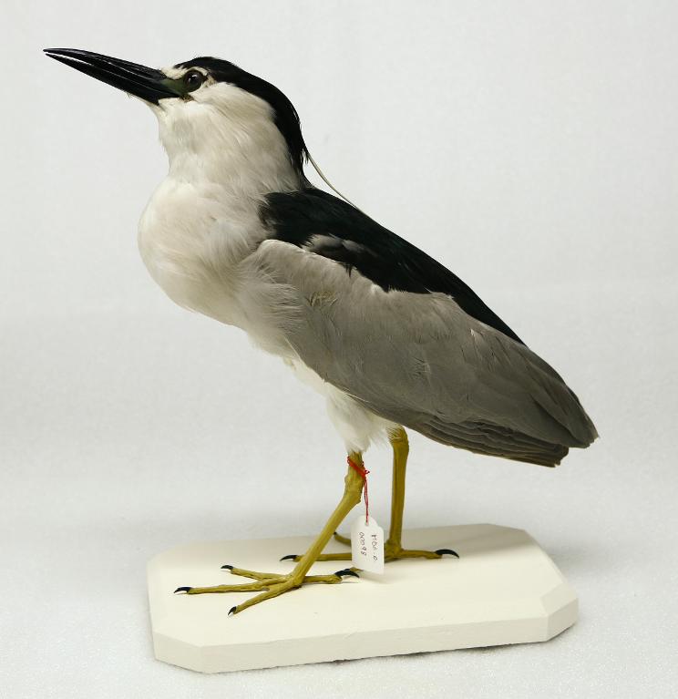 animal naturalisé : oiseau : Bihoreau gris