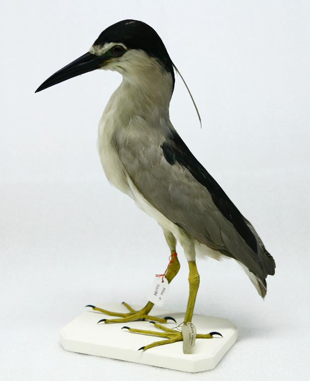 animal naturalisé : oiseau : Bihoreau gris