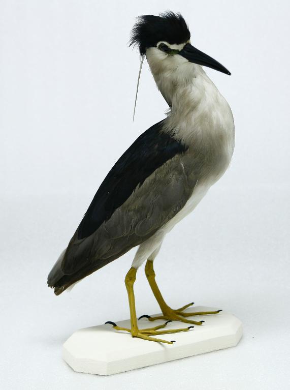 animal naturalisé : oiseau : Bihoreau gris