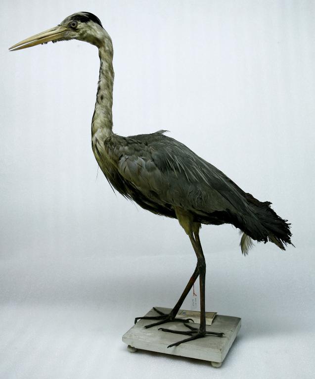 animal naturalisé : oiseau : Héron cendré