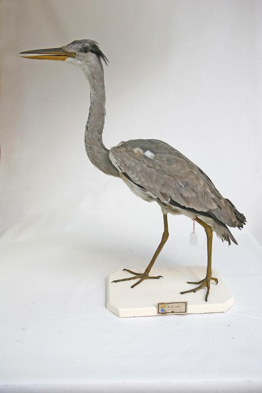 animal naturalisé : oiseau : Héron cendré