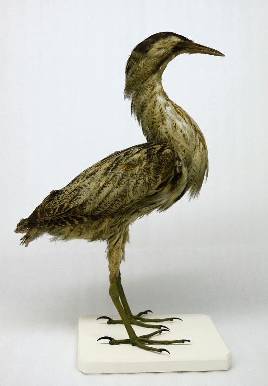 animal naturalisé : oiseau : Butor étoilé