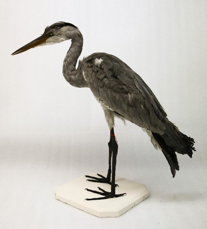 animal naturalisé : oiseau : Héron cendré