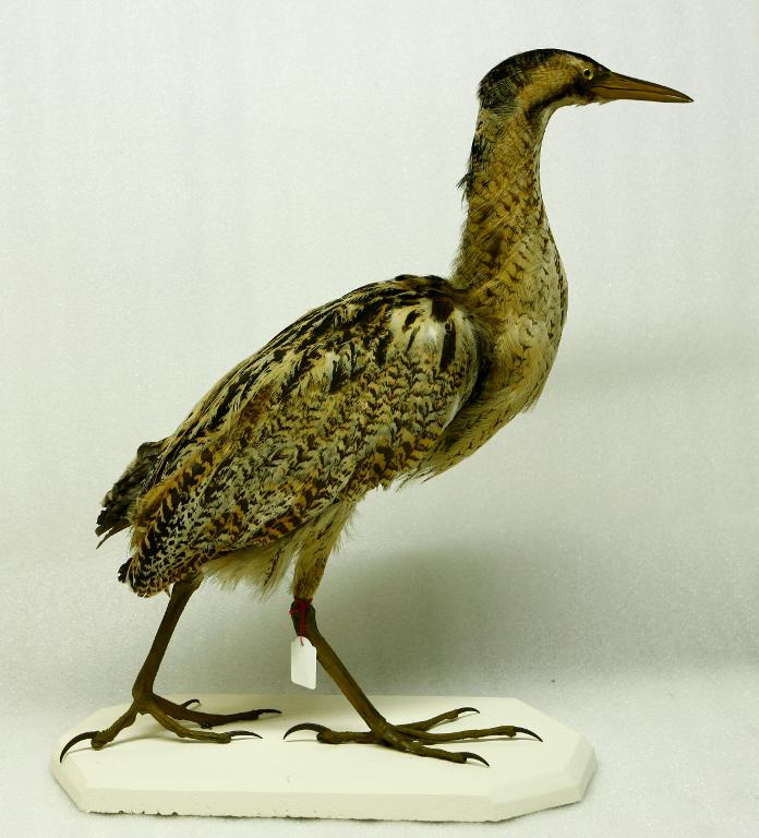 animal naturalisé : oiseau : Butor étoilé
