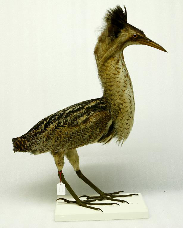 animal naturalisé : oiseau : Butor étoilé