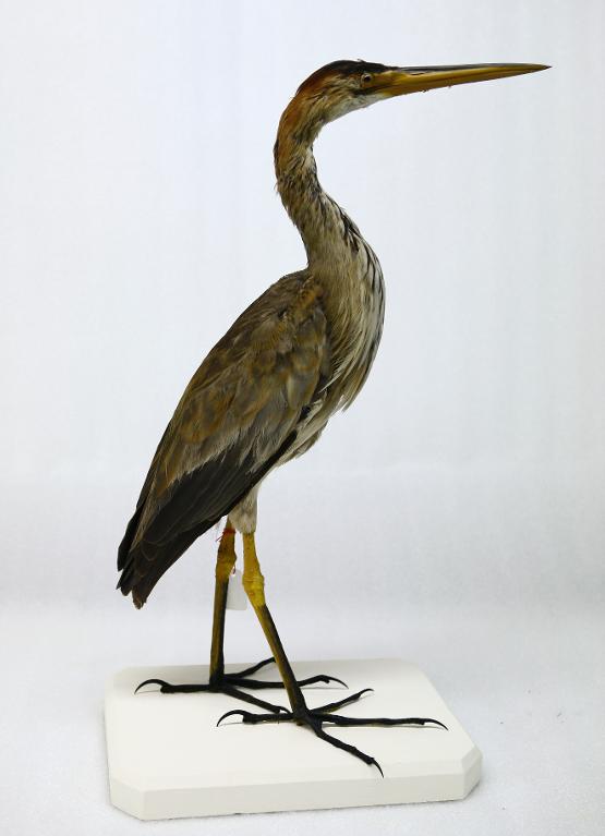animal naturalisé : oiseau : Héron pourpré