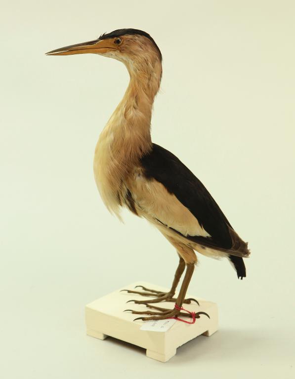 animal naturalisé : oiseau : Blongios nain