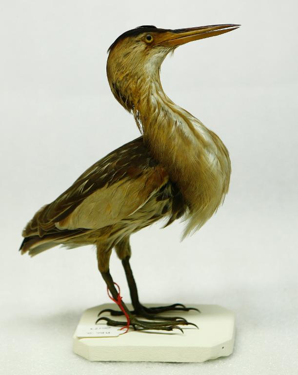 animal naturalisé : oiseau : Blongios nain