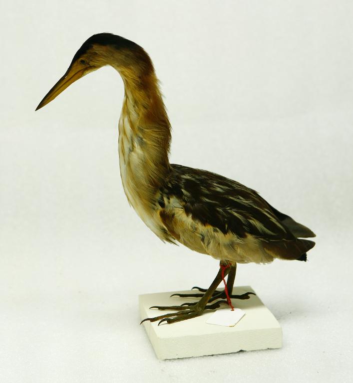 animal naturalisé : oiseau : Blongios nain