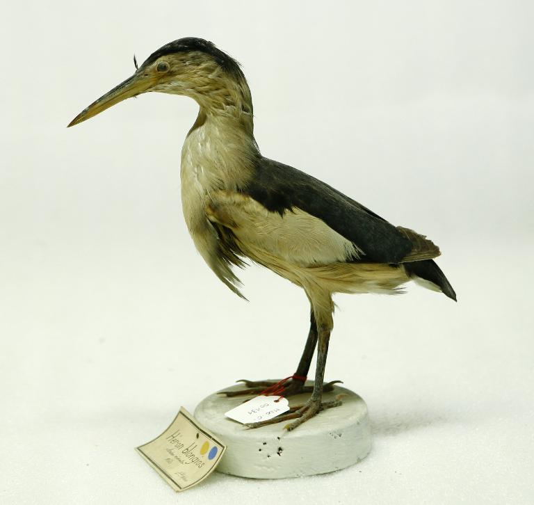 animal naturalisé : oiseau : Blongios nain