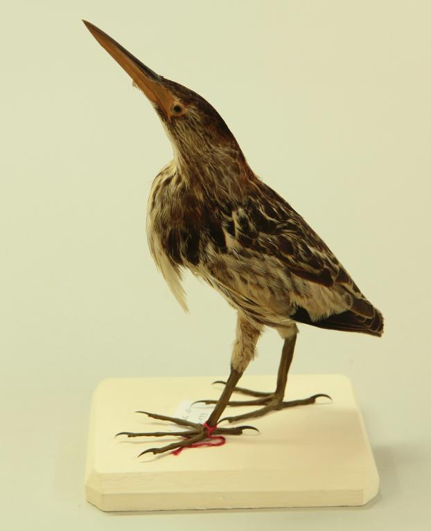 animal naturalisé : oiseau : Blongios nain