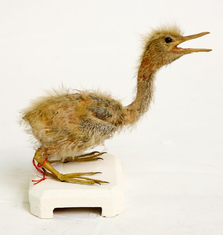 animal naturalisé : oiseau : Blongios nain