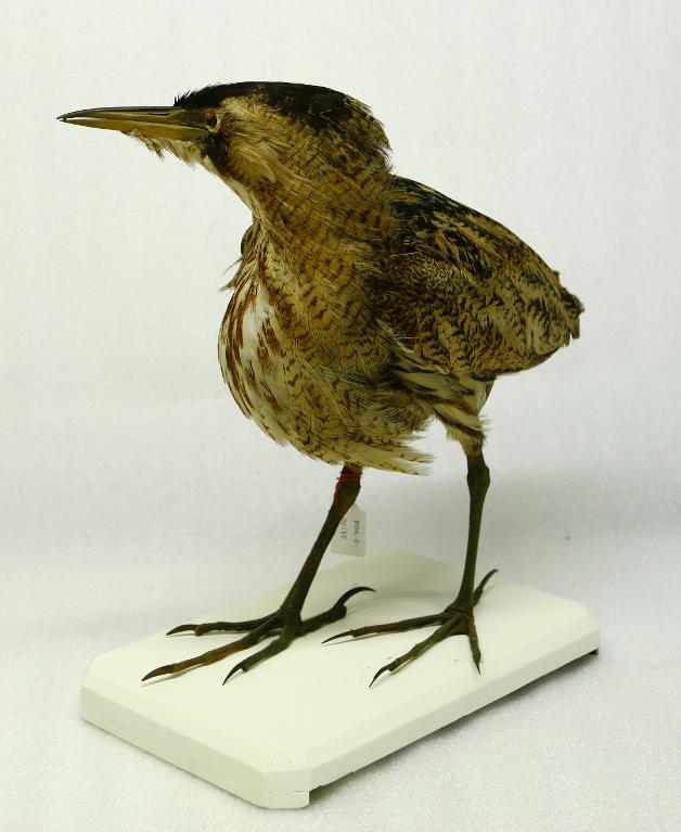 animal naturalisé : oiseau : Butor étoilé