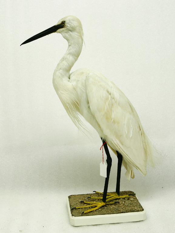 animal naturalisé : oiseau : Aigrette garzette