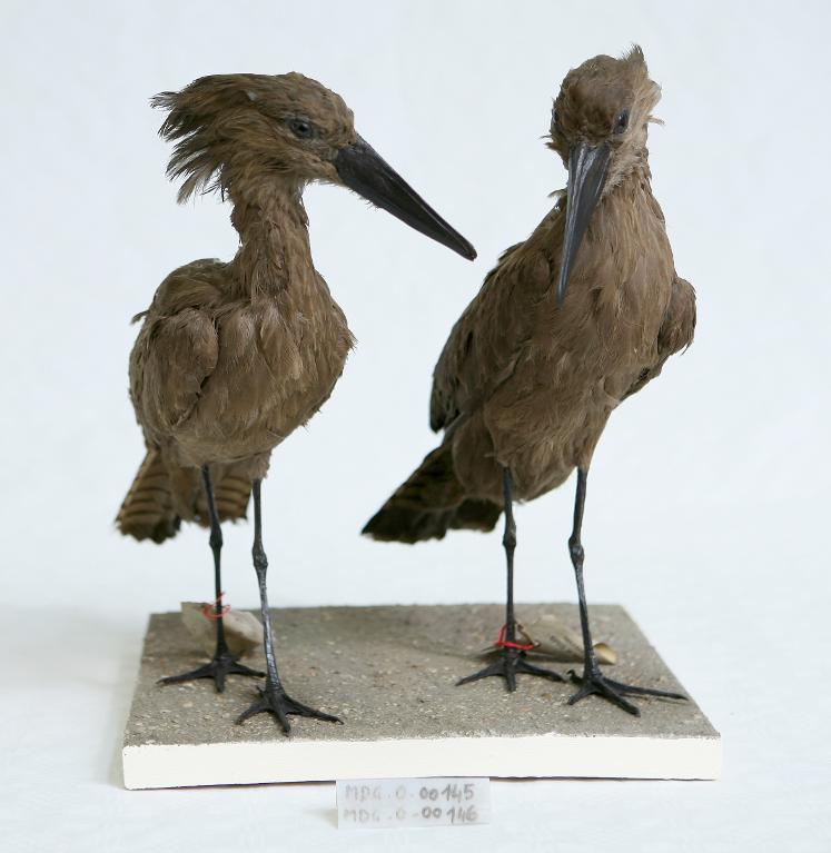 animal naturalisé : oiseau : Ombrette d'Afrique