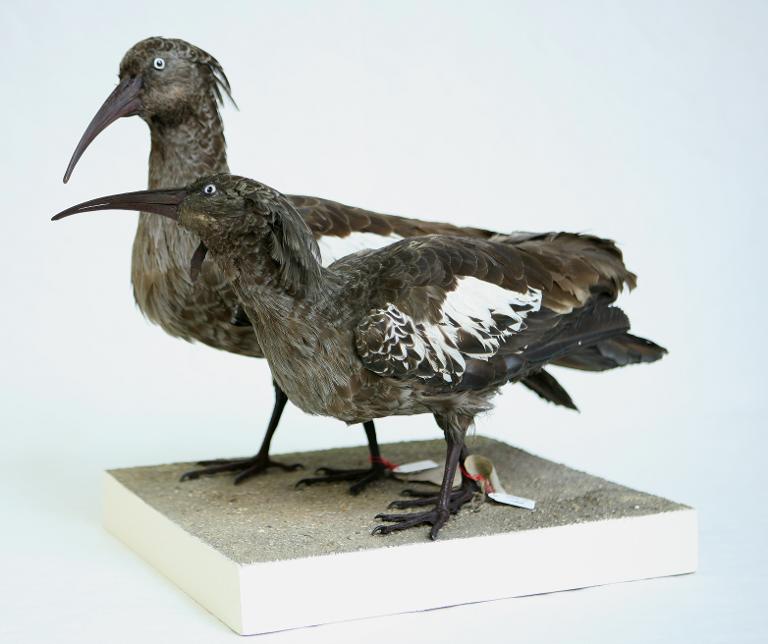animal naturalisé : oiseau : Ibis caronculé