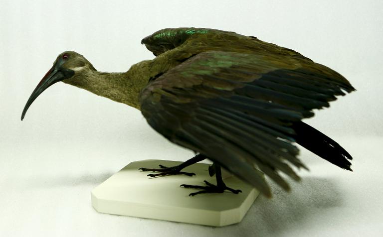animal naturalisé : oiseau : Ibis hagedash