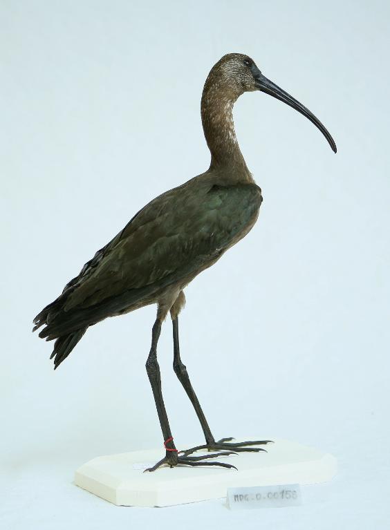 animal naturalisé : oiseau : Ibis falcinelle