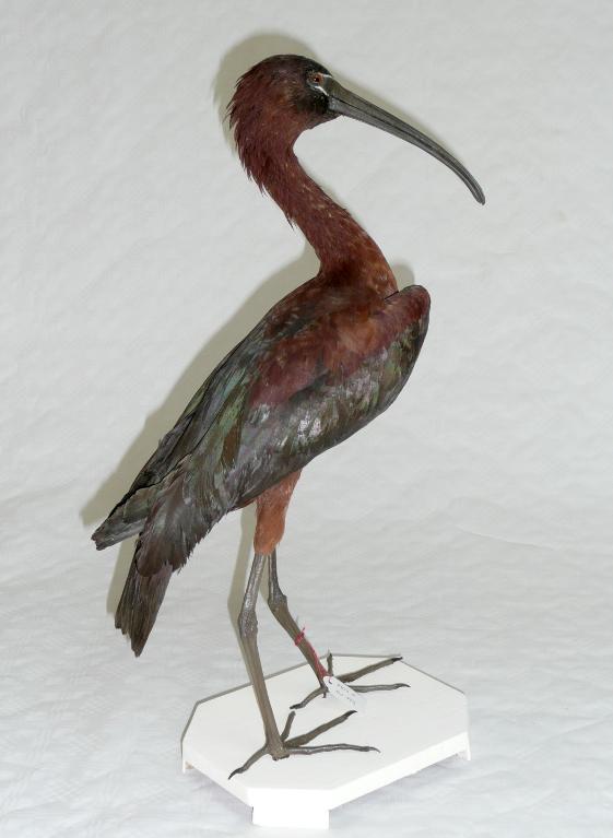 animal naturalisé : oiseau : Ibis falcinelle