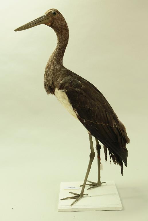 animal naturalisé : oiseau : Cigogne noire