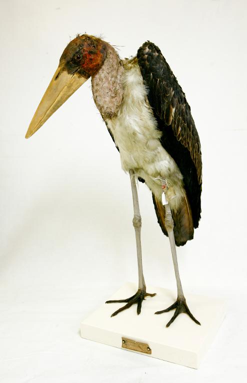 animal naturalisé : oiseau : Marabout argala