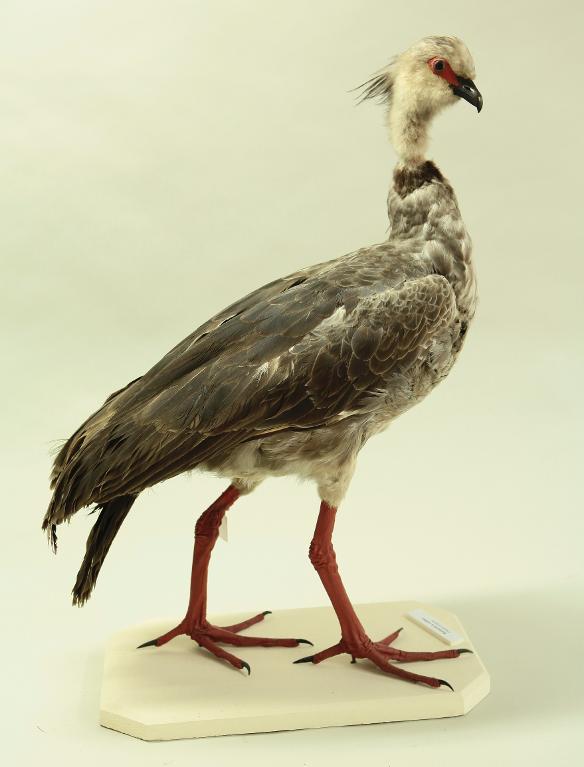 animal naturalisé : oiseau : Kamichi à collier