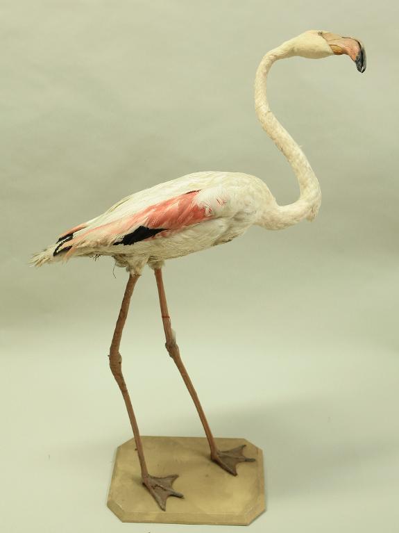 animal naturalisé : oiseau : Flamant rose