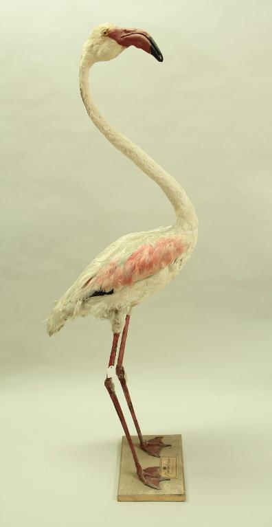 animal naturalisé : oiseau : Flamant rose