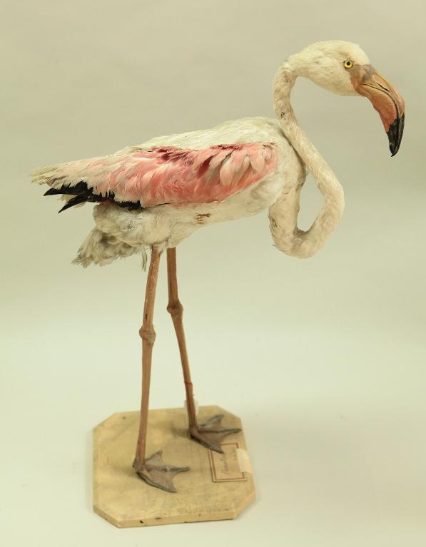 animal naturalisé : oiseau : Flamant du Chili