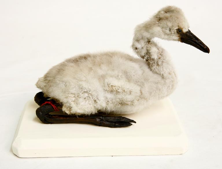 animal naturalisé : oiseau : Flamant rose