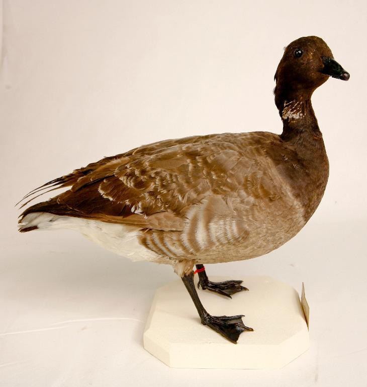 animal naturalisé : oiseau : Bernache cravant