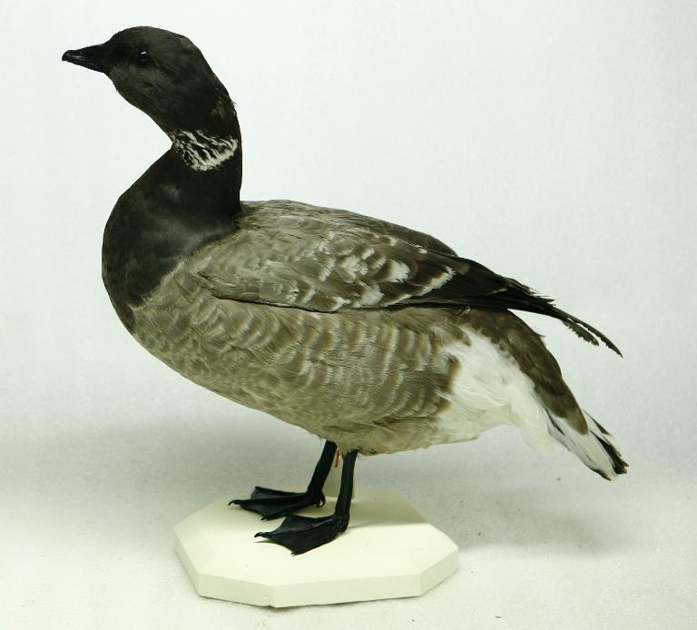 animal naturalisé : oiseau : Bernache cravant