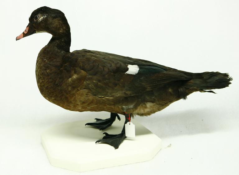 animal naturalisé : oiseau : Canard domestique