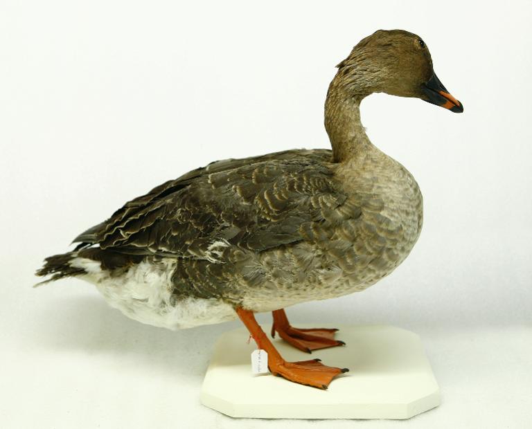 animal naturalisé : oiseau : Oie des moissons