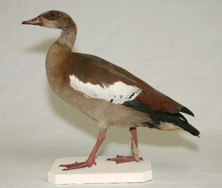 animal naturalisé : oiseau : Ouette d'Egypte