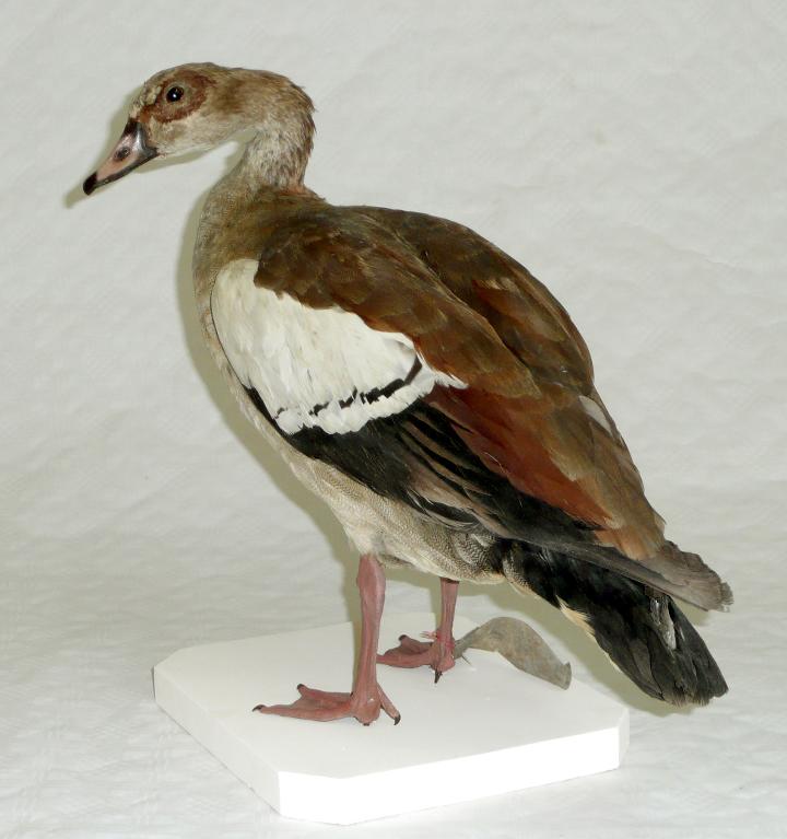 animal naturalisé : oiseau : Ouette d'Egypte