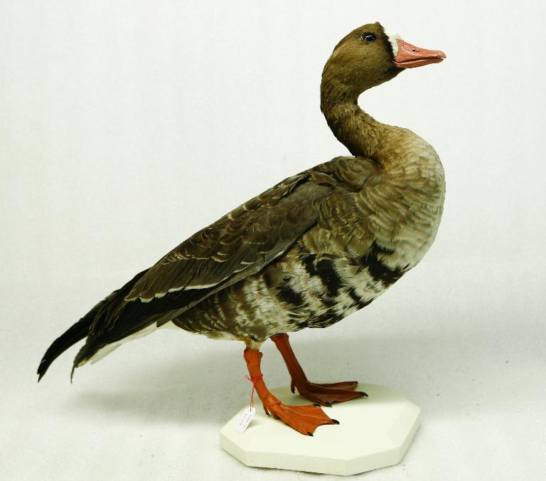 animal naturalisé : oiseau : Oie rieuse