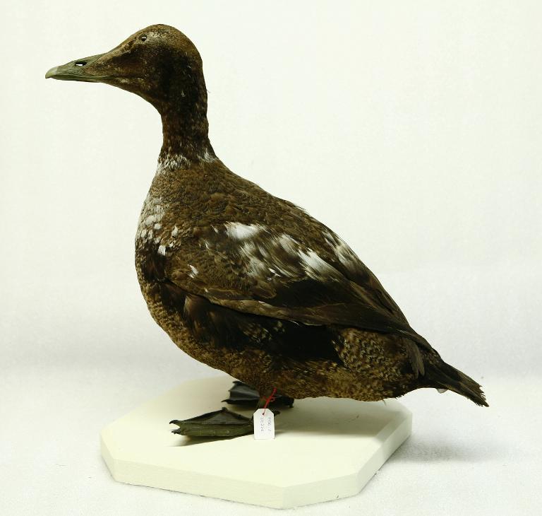 animal naturalisé : oiseau : Eider à duvet