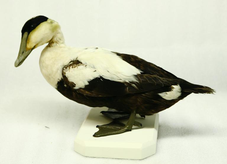 animal naturalisé : oiseau : Eider à duvet