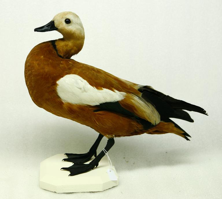 animal naturalisé : oiseau : Tadorne casarca